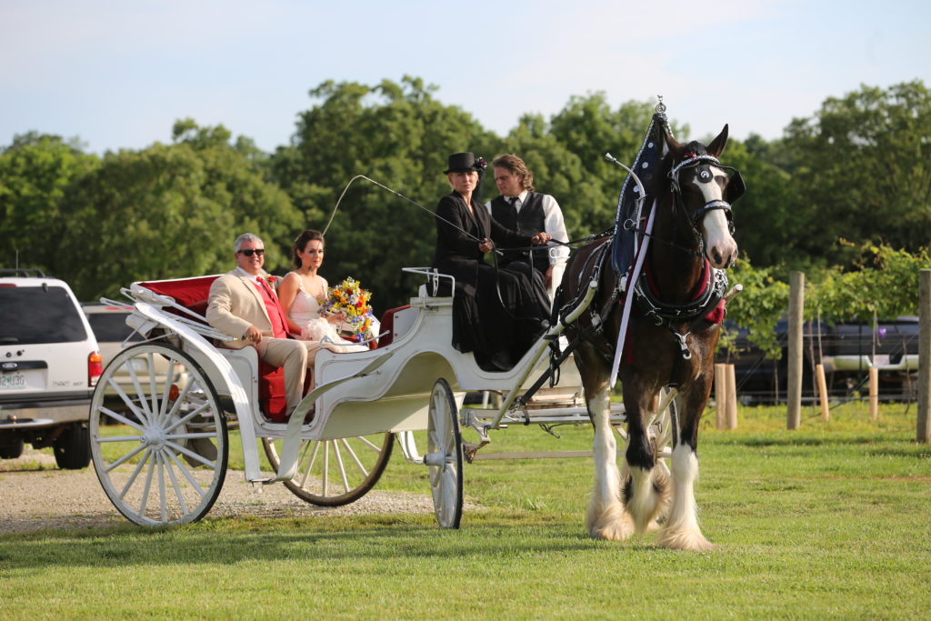 Lachance Vinyards Wedding Venue - Newly weds riding Horse & Buggy 